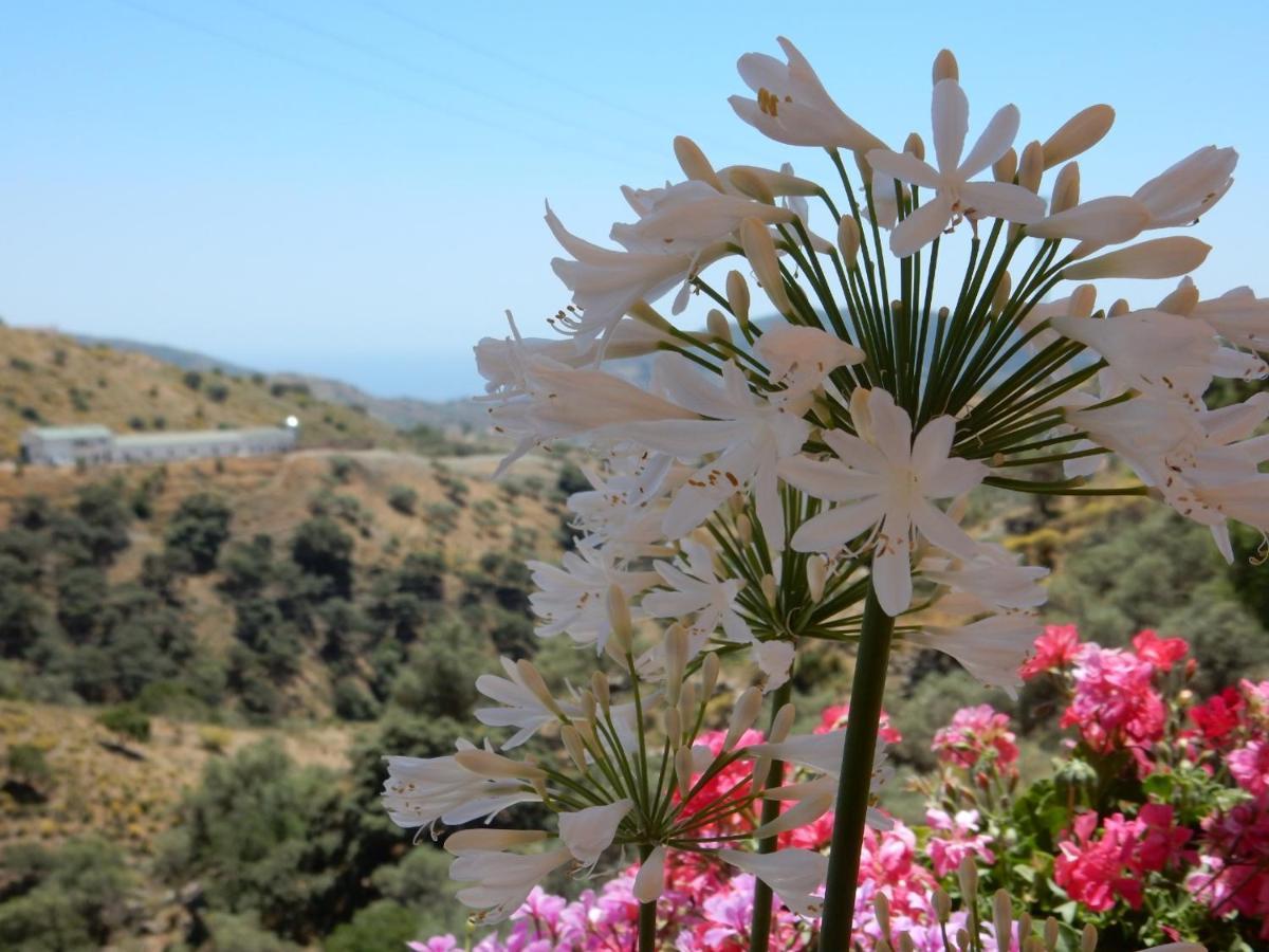 Sedella Bed And Breakfast Lagabella מראה חיצוני תמונה
